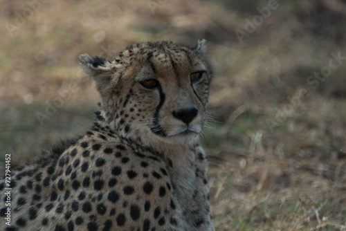 Cheetah lying down