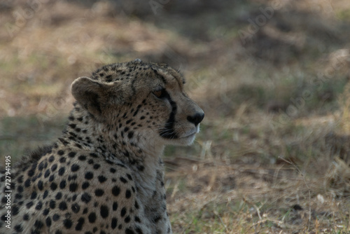 Cheetah lying down