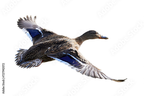 Mallard Male Duck in flight isolated on white background ( Anas platyrhynchos )