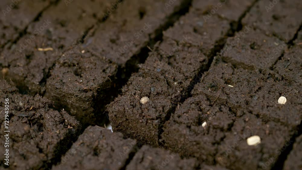 Soil blocking is a seed starting technique that relies on planting seeds in cubes of soil rather than cell trays or pots. Soil blocking is an economical, and eco friendly seed starting method. Soil blocking is a seed starting technique that relies on planting seeds in cubes of soil rather than cell trays or pots. Soil blocking is an economical, and eco friendly seed starting method.