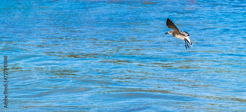 Flying seagull bird is flying in the Caribbean sea Mexico.