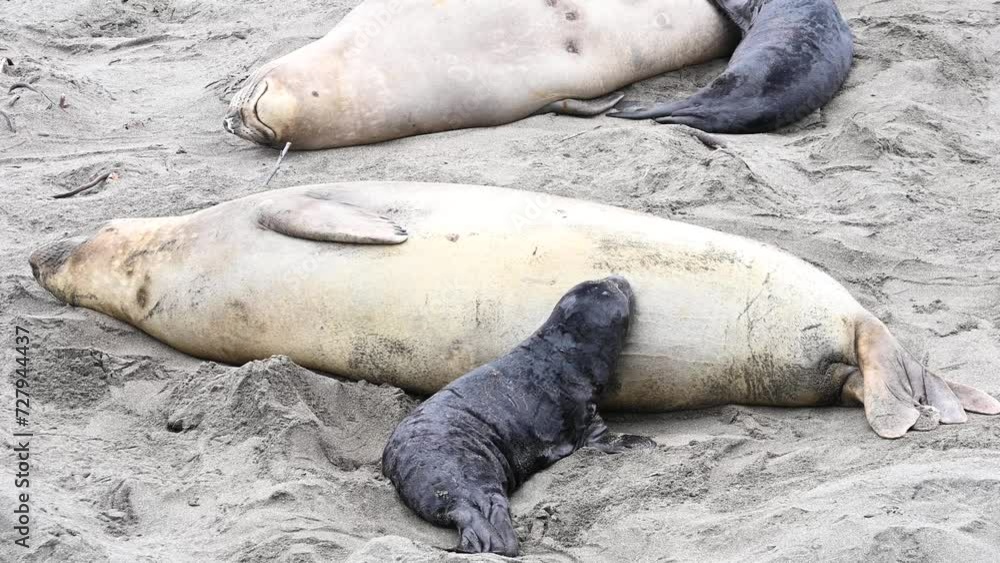 02_03_24_4K HD video Elephant Seals 4 02_03_24_4K HD video Elephant Seals 4
