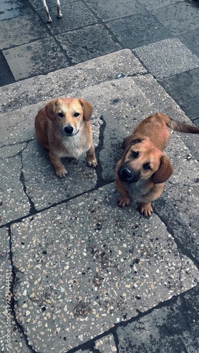Adorable puppy dogs sitting on granite pavement and looking at camera