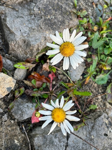 Top view of daisy flowers growing out of a rock