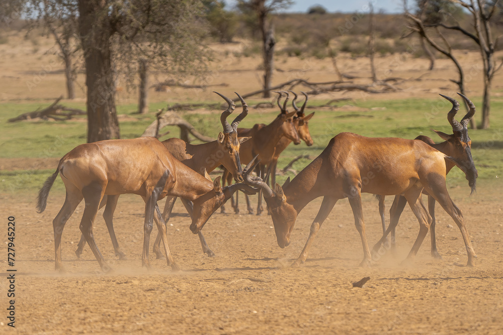 Red hartebeest, Cape hartebeest or Caama - Alcelaphus buselaphus caama fighting and running in dust. Photo from Kgalagadi Transfrontier Park in South Africa. Red hartebeest, Cape hartebeest or Caama - Alcelaphus buselaphus caama fighting and running in dust. Photo from Kgalagadi Transfrontier Park in South Africa.