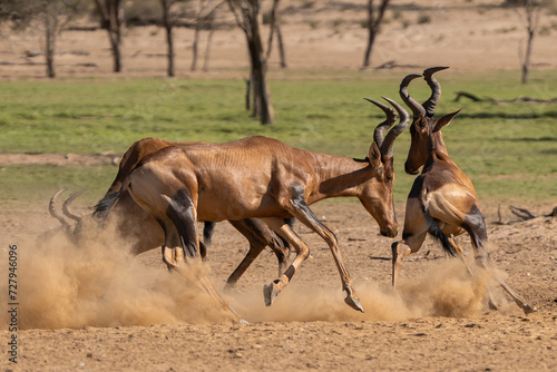 Red hartebeest  Cape hartebeest or Caama - Alcelaphus buselaphus caama fighting and running in dust. Photo from Kgalagadi Transfrontier Park in South Africa. 