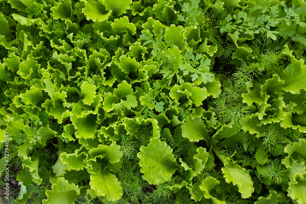 Background from green lettuce leaves and dill. Young leaf vegetables growing. Salad plant and fennel for poster, calendar, post, screensaver, wallpaper, postcard, website. High quality photo Background from green lettuce leaves and dill. Young leaf vegetables growing. Salad plant and fennel for poster, calendar, post, screensaver, wallpaper, postcard, website. High quality photo