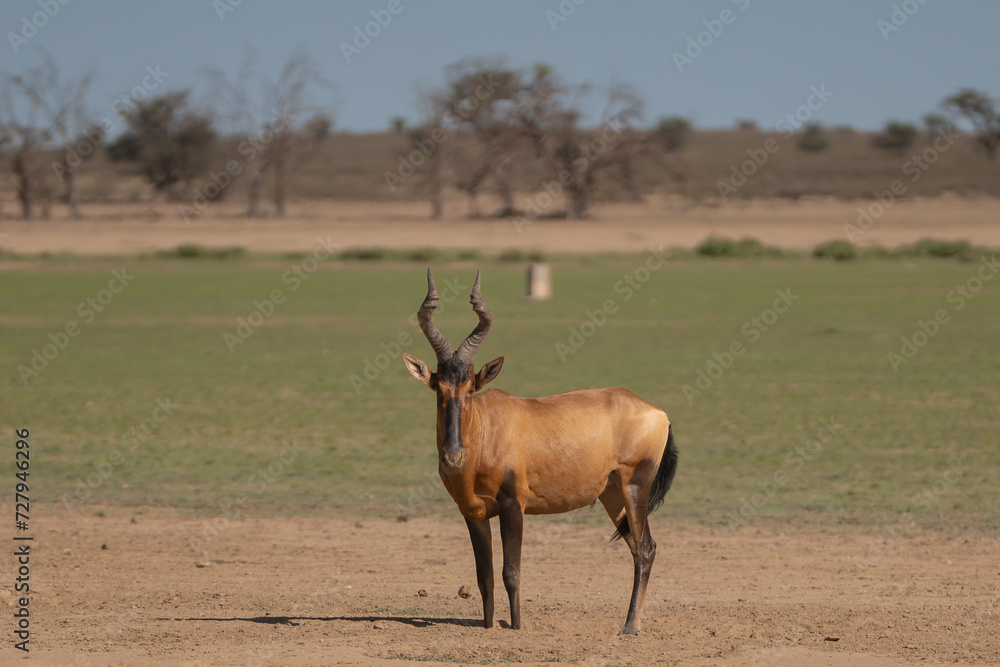 Fototapeta premium Red hartebeest, Cape hartebeest or Caama - Alcelaphus buselaphus caama on green grass with Botswana South Africa border sloop in background. Photo from Kgalagadi Transfrontier Park in South Africa.