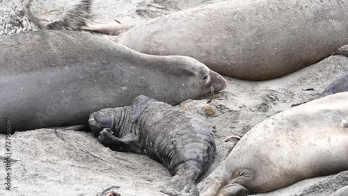4K HD hand held video close up of mom and baby elephant seals hauled out on a beach in Northern California. Piedras Blancas Rookery. Pup scratching self.
