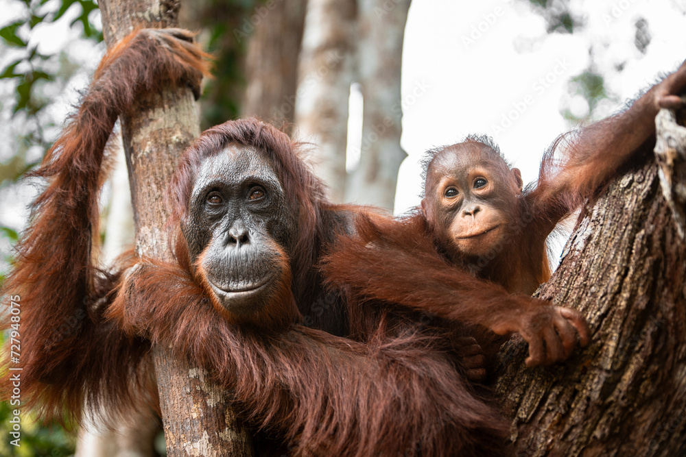 Obraz premium Orangutan with cub in Indonesia