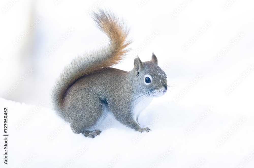 American Red Squirrel in the snow American Red Squirrel in the snow