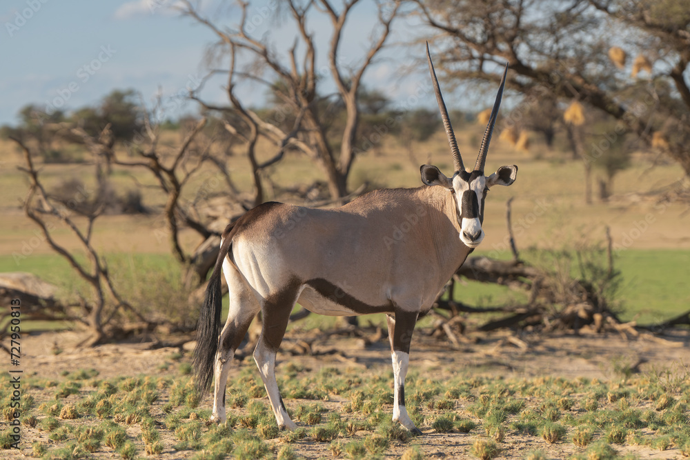 Gemsbok - Oryx gazella - on desert with dead trees in background. Photo from Kgalagadi Transfrontier Park in South Africa. Gemsbok - Oryx gazella - on desert with dead trees in background. Photo from Kgalagadi Transfrontier Park in South Africa.