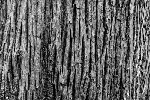 Toned tree bark background, close-up. Natural trunk texture for publication, screensaver, wallpaper, postcard, poster, banner, cover, website. High quality photo