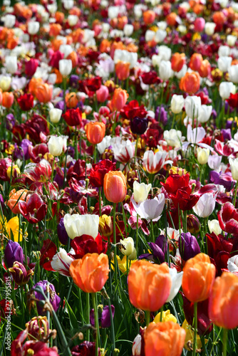 verschiedene Sorten von Tulpen