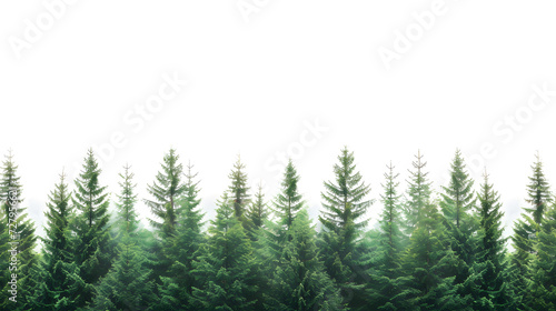 Pine trees in foggy forest with copy space on white background