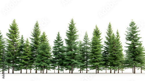 Coniferous trees isolated on white background.