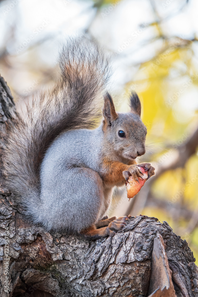 The squirrel with nut sits on tree in the autumn. Eurasian red squirrel, Sciurus vulgaris. The squirrel with nut sits on tree in the autumn. Eurasian red squirrel, Sciurus vulgaris.