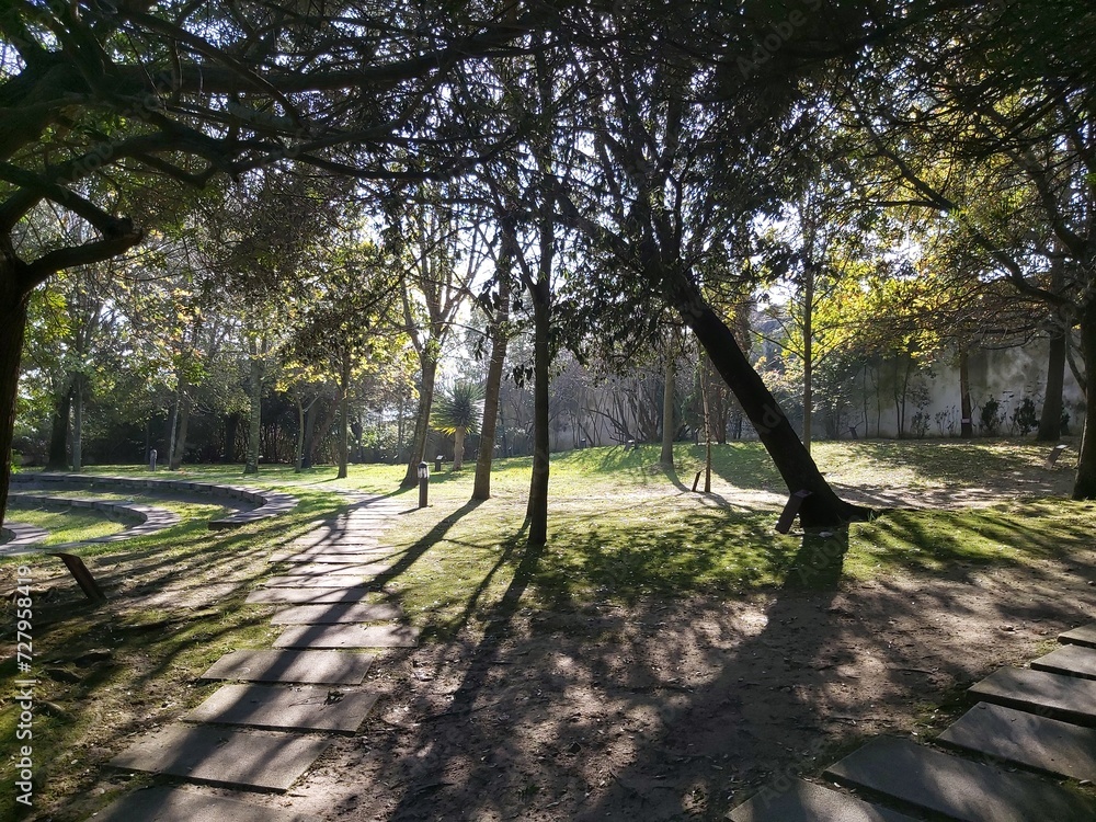 Fototapeta premium trees in the park