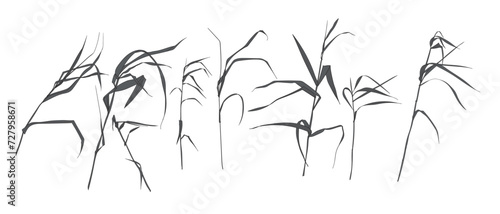 Fototapeta Naklejka Na Ścianę i Meble -  Field flowers and grasses, line drawing. Vector illustration	