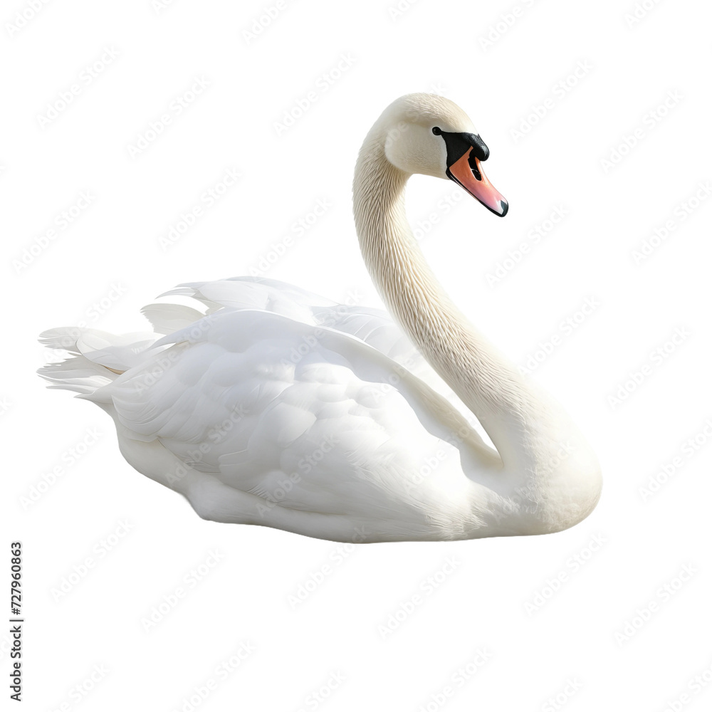 Obraz premium swan on the water