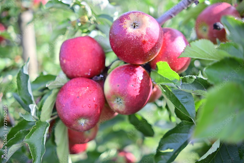 Obraz premium Äpfel am baum