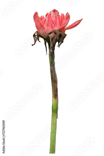 close up of red kecombrang or Etlingera elatior flowers or ginger torch isolated on transparent background png photo