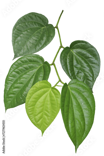 close up of betel leaf or piper betle isolated on transparent background png