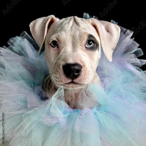 Pit bull puppy frou frou 