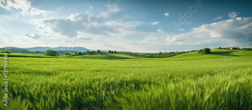 panorama green field