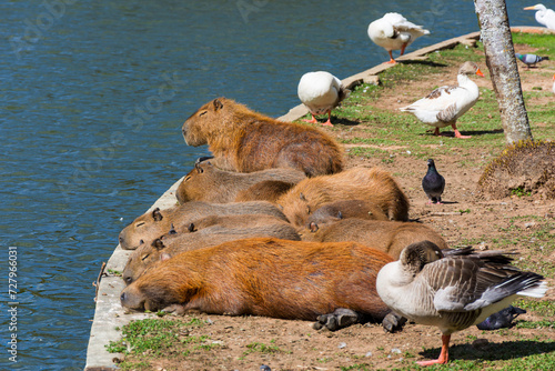 Group of free capybaras, geese and ducks sleeping on the city lake. Águas de Lindóia, São Paulo, Brazil. photo