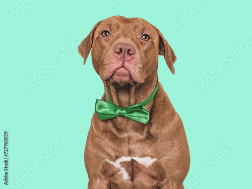 Cute dog and green bow tie. Close-up, indoors. Concept of beauty and fashion. Studio shot, isolated background. Congratulations for family, loved ones, relatives, friends and colleagues. Pets care