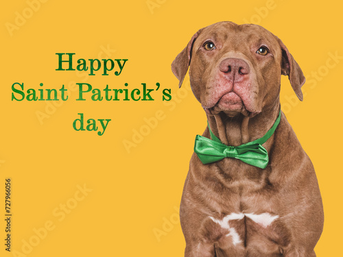 Happy St. Patrick's Day. Lovable, pretty puppy and a bright green leprechaun hat. Closeup, studio shot. Congratulations for family, loved ones, relatives, friends and colleagues. Pet care concept