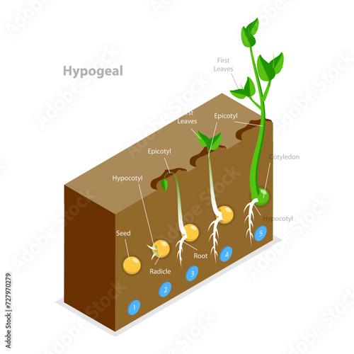3D Isometric Flat Vector Illustration of Seed Germination, Growing Plant. Item 2