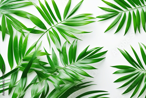 Background with exotic tropical green leaves of palm tree  chamedorea. Bright leaves on a white background.