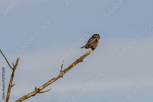 Northern Hawk Owl perches at the end of branch while hunting in northern Minnesota