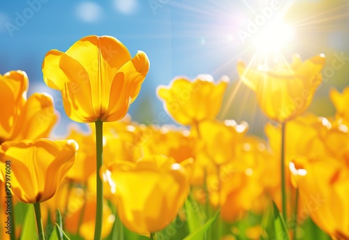 yellow tulips blooming under the shining sun convey the essence of spring beauty and renewal