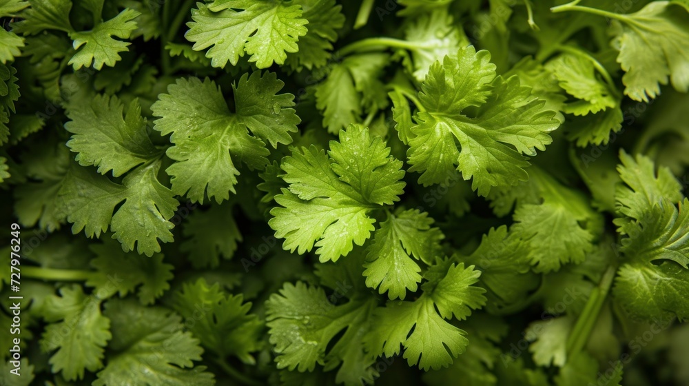 Fresh cilantro leaves, known for their distinctive, refreshing taste, are a popular choice for enhancing the flavor Fresh cilantro leaves, known for their distinctive, refreshing taste, are a popular choice for enhancing the flavor
