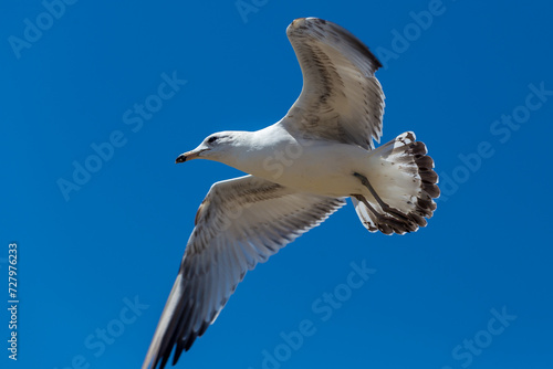 Flying seagull photo