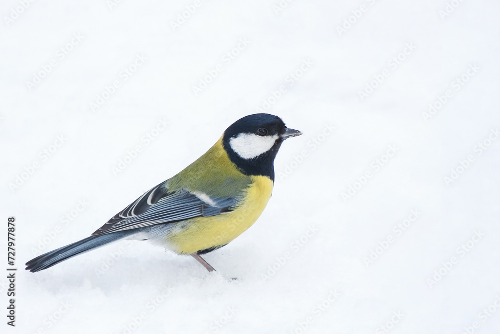 Obraz premium titmouse on white snow on a frosty winter day