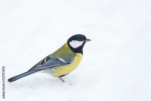 titmouse on white snow on a frosty winter day