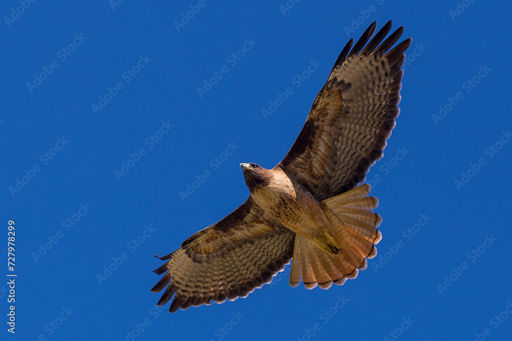 Fototapeta premium brown eagle flying in the blue sky