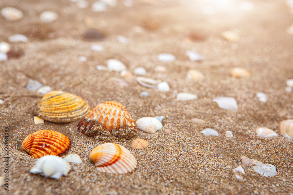 natural shells on the seashore close-up. Beach summer background natural shells on the seashore close-up. Beach summer background