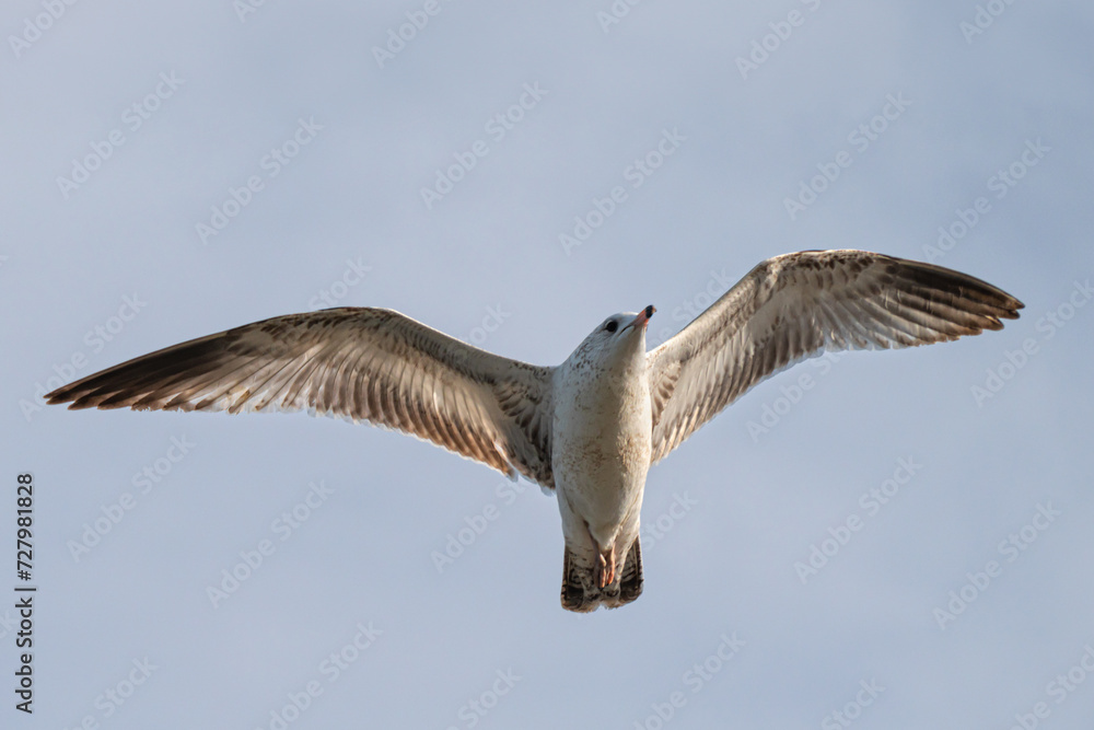 Obraz premium Ring-Billed Gull flying in a hazy sky, displaying it wingspan.