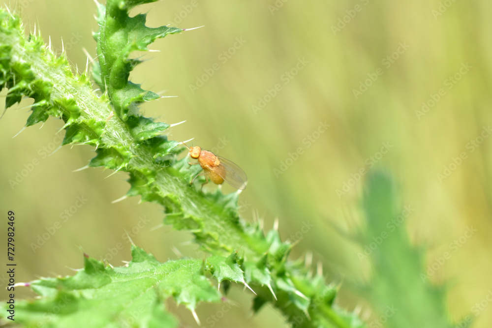 Fototapeta premium Yellow fruit fly on a thistle.