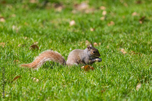 Brown squirrels in the park