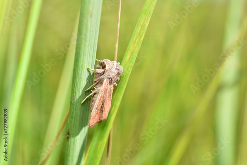 A striped armyworm sits on the grass.