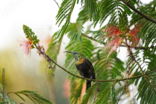 Bronzy sunbird is looking for blooms. Sunbird near the flower in the garden. Small bird with long beak and shiny green color.