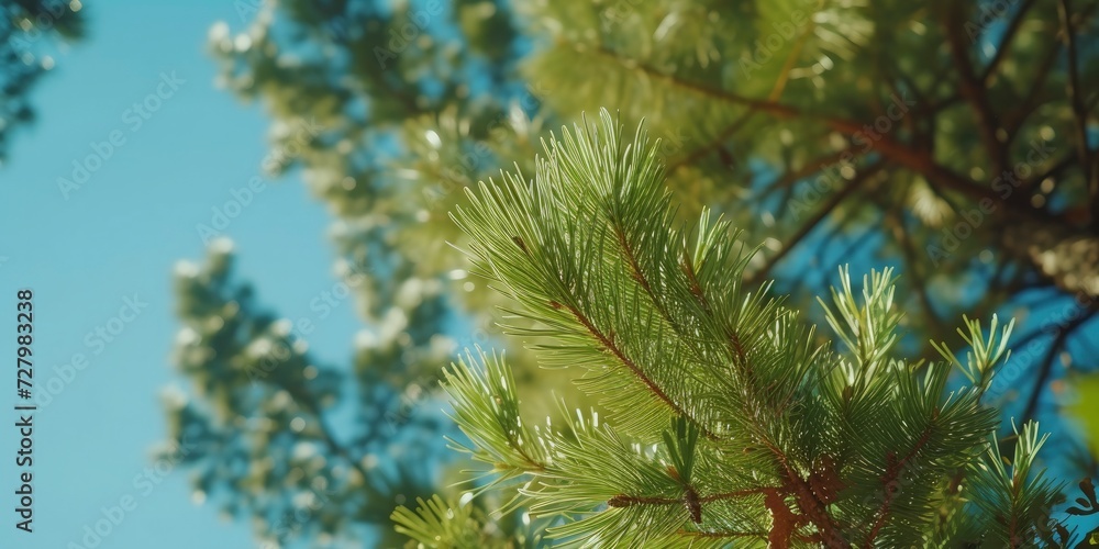 Close-up of Pine Branches on a Warm Day in a Lush Forest, Against a Blue Sky Background, Capturing the Essence of Nature's Tranquility