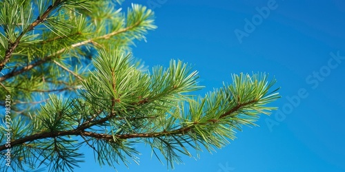 Close-up of Pine Branches on a Warm Day in a Lush Forest, Against a Blue Sky Background, Capturing the Essence of Nature's Tranquility