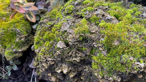 old stone overgrown with moss